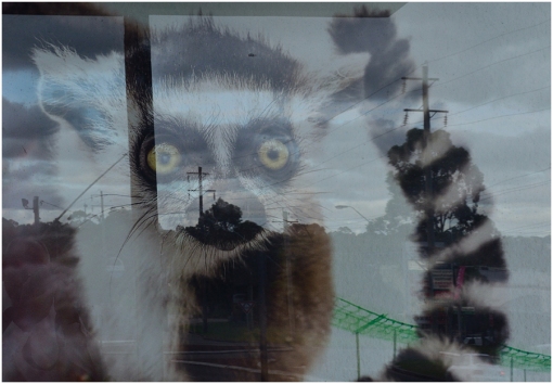 The lemur and the reflection